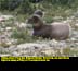 Big Horn Sheep